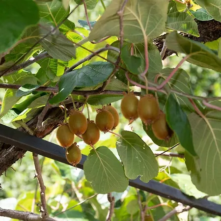 Апартаменты Carmen