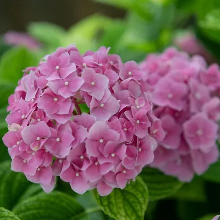 Апартаменты Carmen